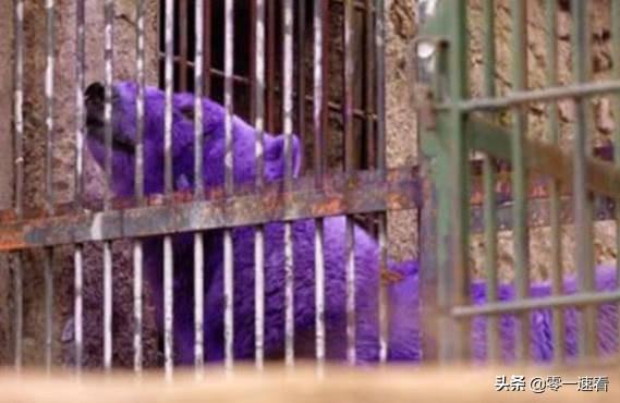 北极熊为什么是纯白色的（北极熊毛色突变紫色）(4)