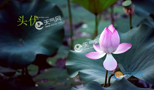 伏天是什么时候开始的（伏天开始时间及简单介绍）