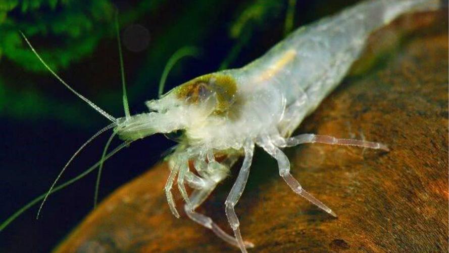 超级耐热虾可以吃吗（这种虾生活在哪里）