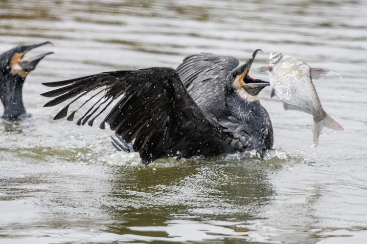 鸬鹚怎么读(鸬鹚是什么鸟)