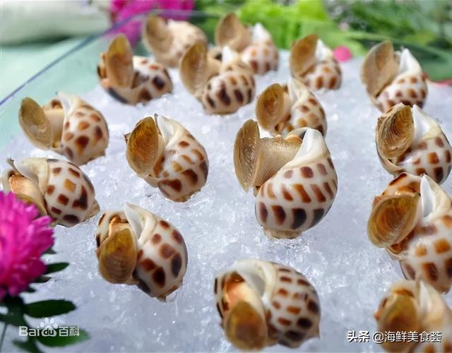 海鲜贝类都有哪些种类呢（市场常见的贝类大全）(11)