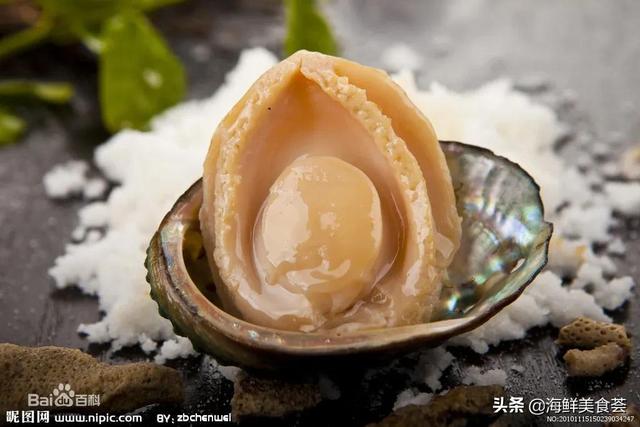 海鲜贝类都有哪些种类呢（市场常见的贝类大全）(3)