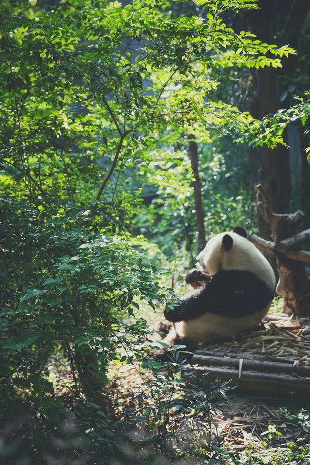 四川旅游十大必去景点排名大全（四川十大经典旅游景点）(19)