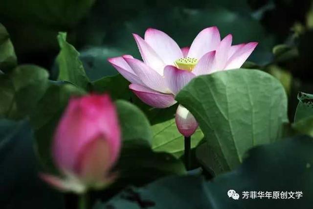 济南安静的大明湖（青未了我挚爱济南市的大明湖）(4)