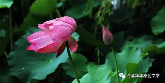 济南安静的大明湖（青未了我挚爱济南市的大明湖）(3)