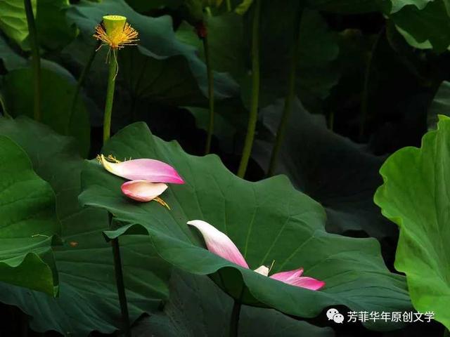 济南安静的大明湖（青未了我挚爱济南市的大明湖）(2)