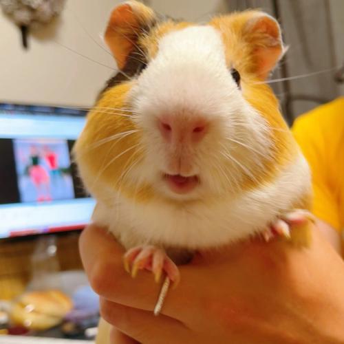 荷兰猪是什么动物（荷兰猪属于什么动物）