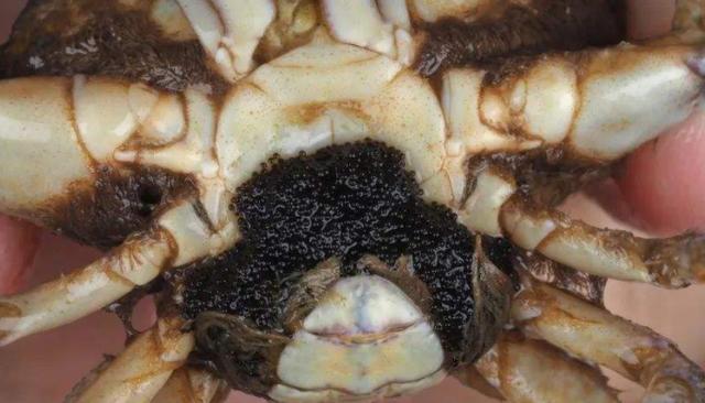 蟹蛭是什么东西（蟹蛭解释）