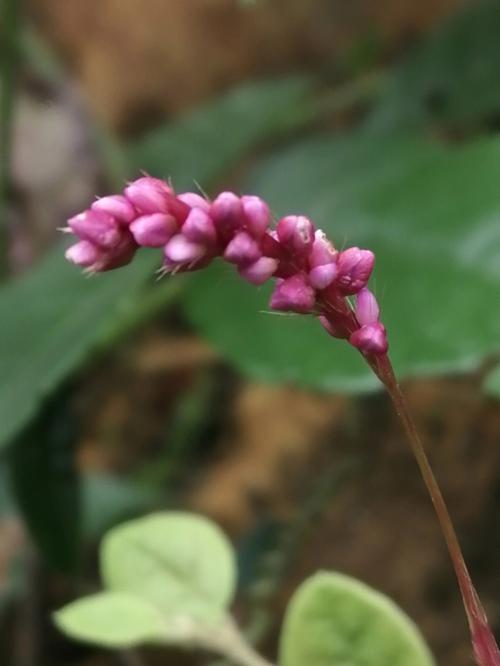 辣蓼是什么(辣蓼介绍)