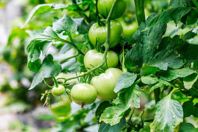 有机蔬菜种植技术与经验（有机农业蔬菜种植技术）(1)