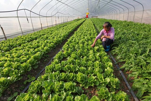 有机蔬菜种植技术与经验（有机农业蔬菜种植技术）(9)