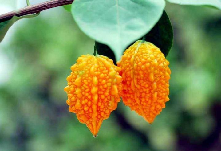 金铃子是什么（金铃子的地域分布）