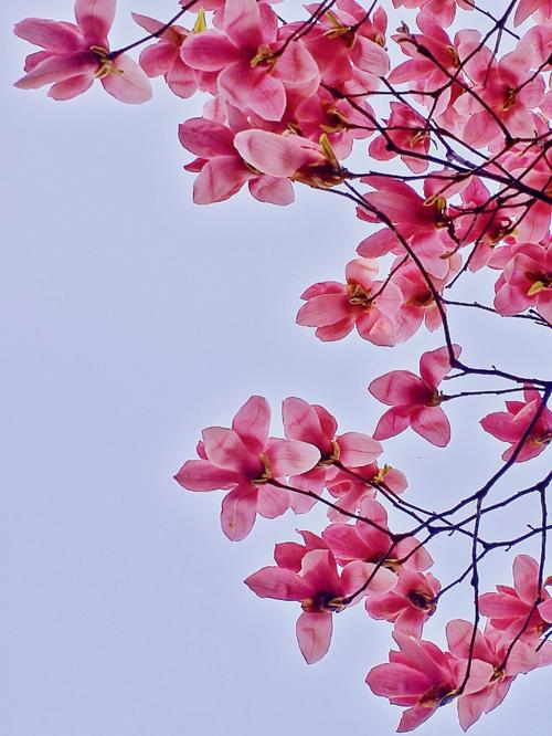 辛夷花是什么花（辛夷花到底是啥花）