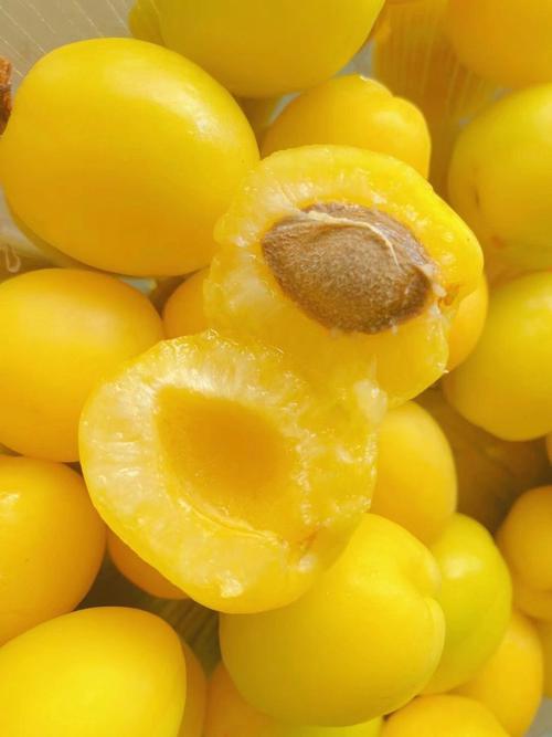 什么是小白杏(小白杏介绍)