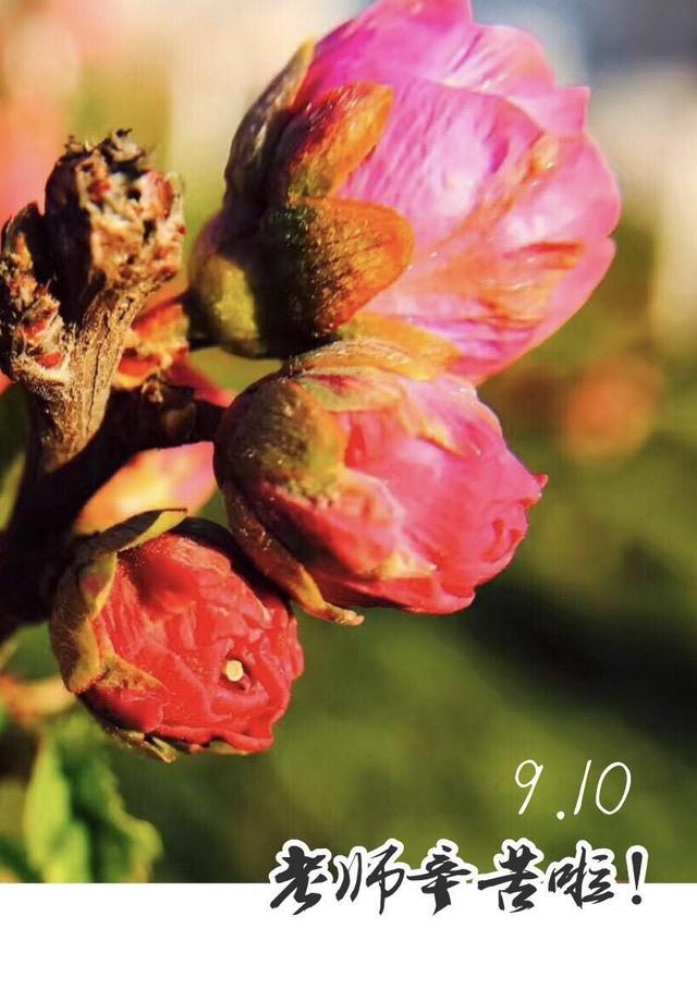 感恩老师的感恩卡制作（教你手机制作专属）(22)