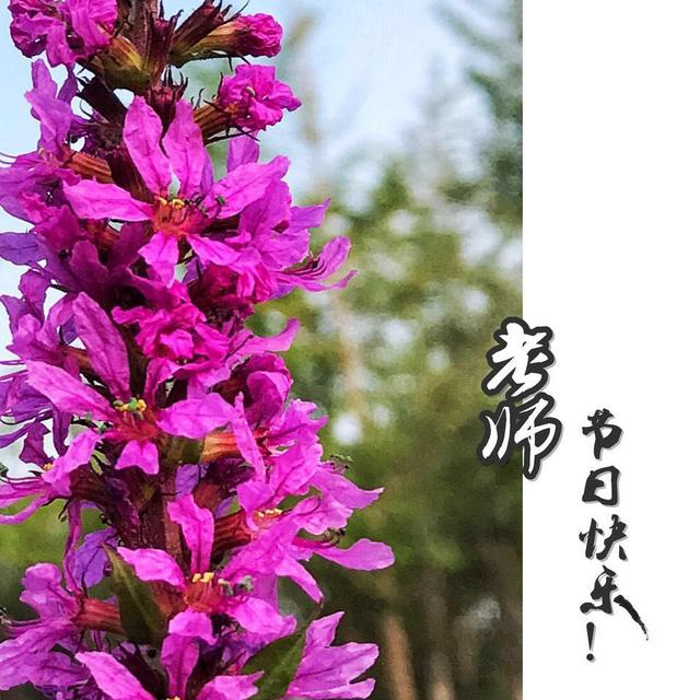 感恩老师的感恩卡制作（教你手机制作专属）(19)