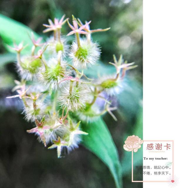 感恩老师的感恩卡制作（教你手机制作专属）(20)