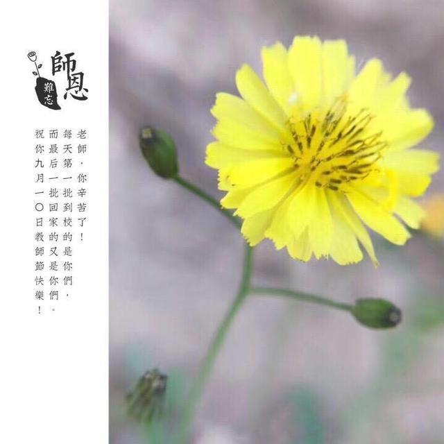 感恩老师的感恩卡制作（教你手机制作专属）(17)