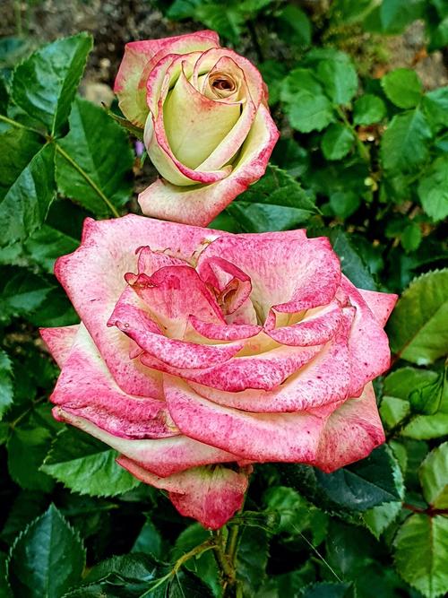 月季花一般是什么颜色