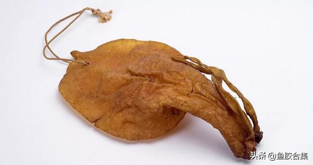 鱼胶今日价格(到底谁在操控鱼胶价格)(2)