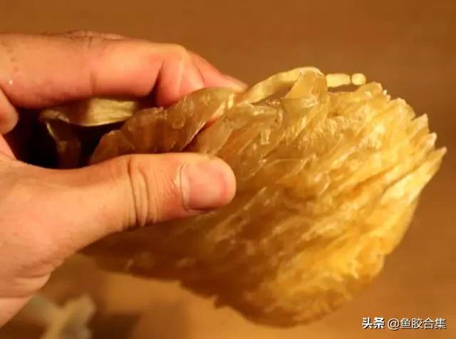 鱼胶今日价格(到底谁在操控鱼胶价格)(3)