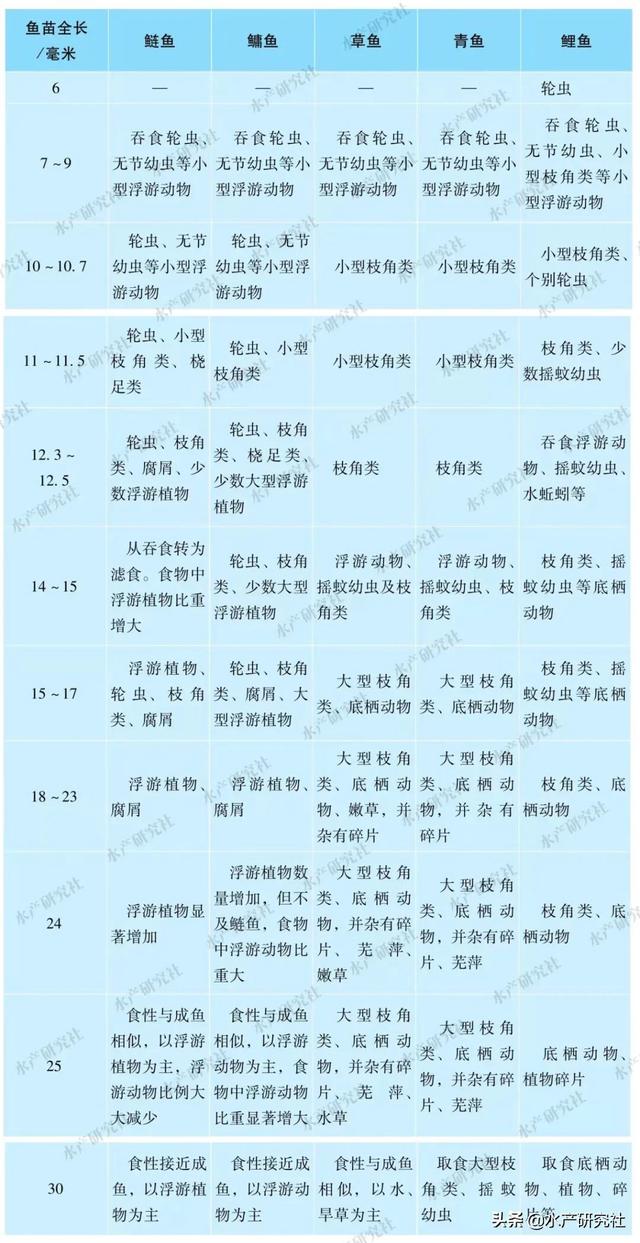 鱼苗喂养的正确方法（您了解刚开始鱼苗吃什么吗）(3)