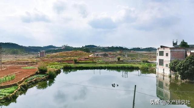 鱼苗喂养的正确方法（您了解刚开始鱼苗吃什么吗）(2)