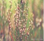 分析骆驼祥子里面的虎妞（骆驼祥子用比较）(6)