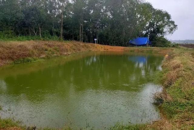 鱼塘养鱼的方法和技巧（养鱼要成功必须选好塘）(4)