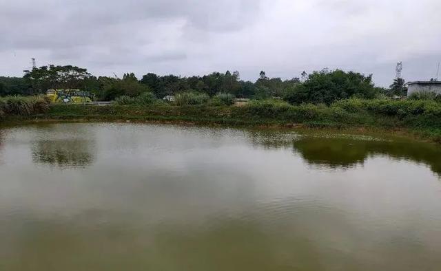 鱼塘养鱼的方法和技巧（养鱼要成功必须选好塘）(2)