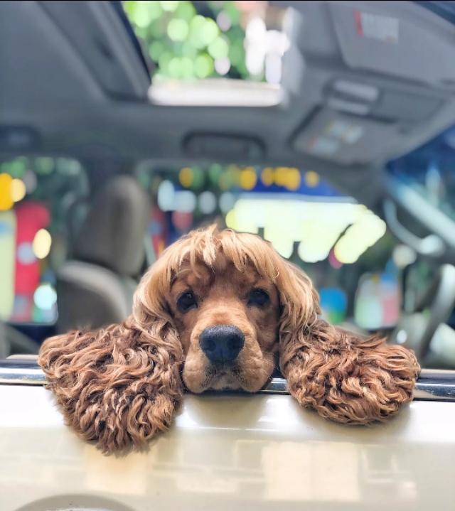 有一些人耳朵可以动来动去（每个人的耳朵其实都是可以动的）(5)