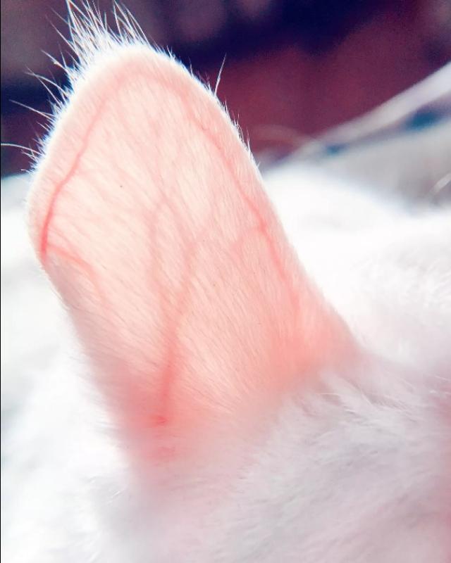 有一些人耳朵可以动来动去（每个人的耳朵其实都是可以动的）(2)