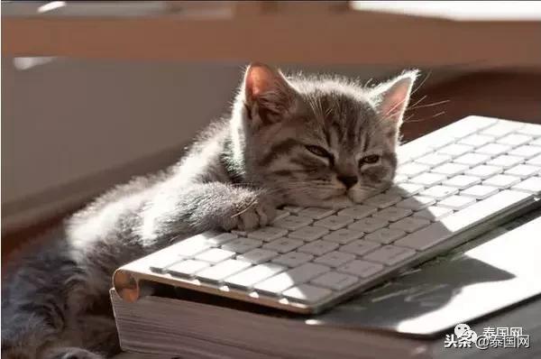 泰国最新婚姻法（泰国1夫4妻网上公开撒糖）(11)