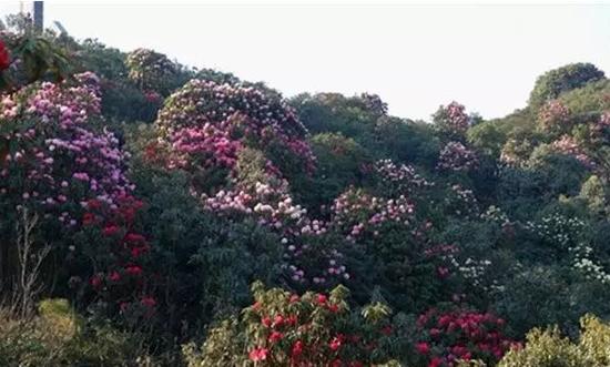 曲靖吃喝玩乐美食排行榜（这里有你要的曲靖吃喝玩乐全攻略）(7)