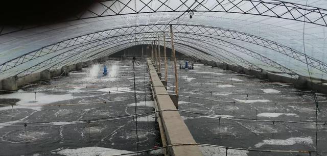 大棚养虾成本及利润（1000亩养虾大棚年赚3000万）(1)