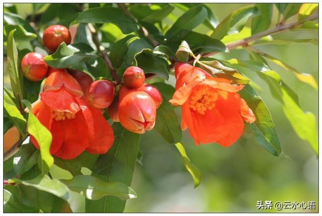 韩愈的诗最经典的一句(天街小雨润如酥)(5)