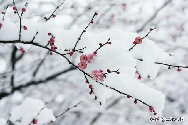 韩愈的诗最经典的一句(天街小雨润如酥)(2)