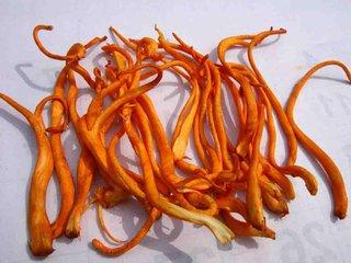 冬虫夏草和实体虫草的区别（冬虫夏草神话破灭）(5)