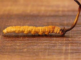 冬虫夏草和实体虫草的区别（冬虫夏草神话破灭）(2)