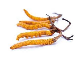 冬虫夏草和实体虫草的区别（冬虫夏草神话破灭）(1)