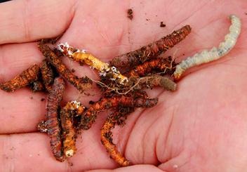 冬虫夏草和实体虫草的区别（冬虫夏草神话破灭）(4)