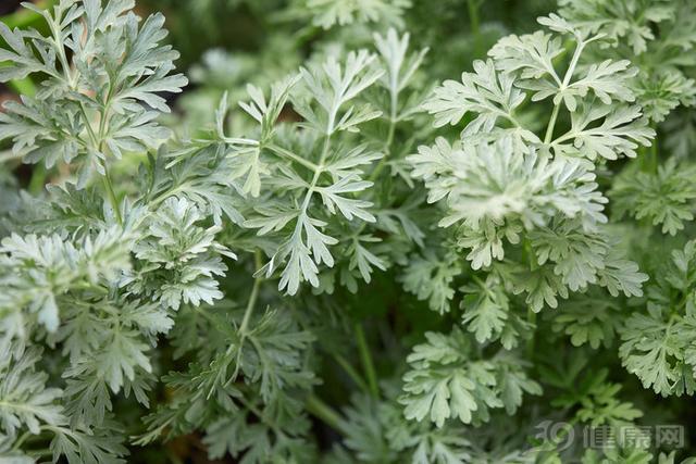 吃青团的好处与坏处（营养师提醒青团虽然好吃）(3)