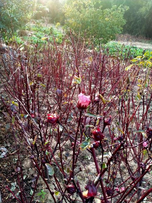 红桃k的种植方法（红桃k如何种植）