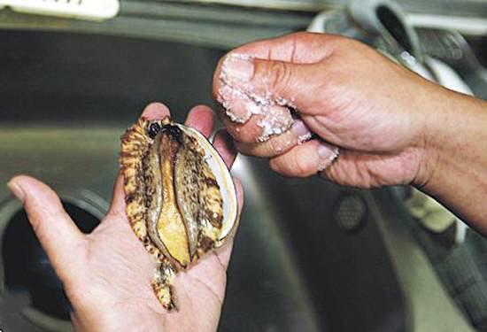 鲍鱼的清洗方法做法（唯有爱与美食不可辜负）(3)