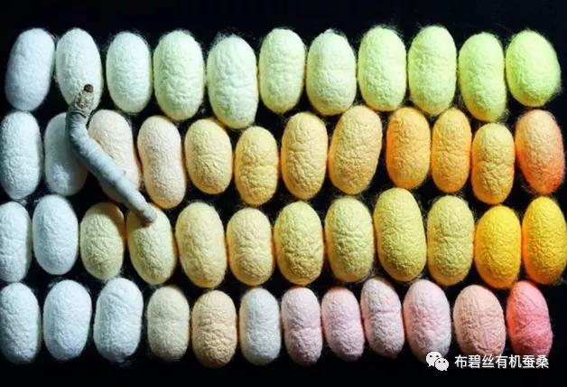 蚕茧的颜色有几种（关于蚕茧的颜色介绍）