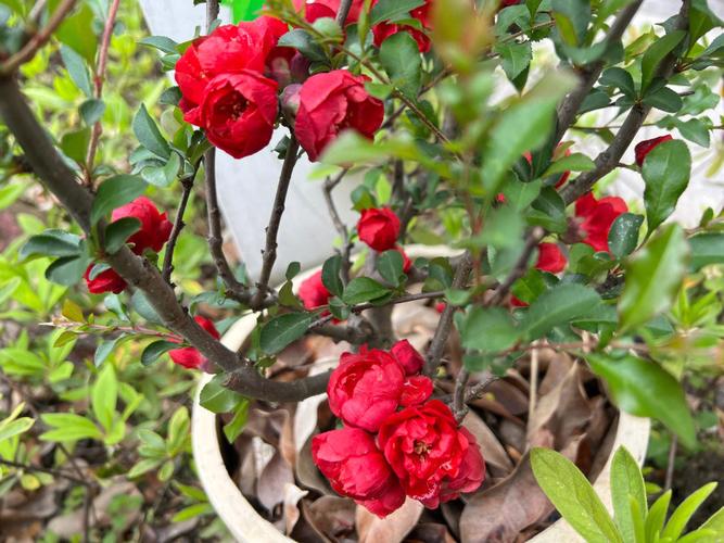 海棠花一般什么时候开花