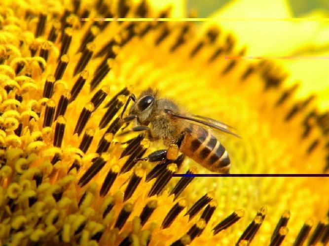 蜜蜂丰子恺的主旨(丰子恺蜜蜂表达什么)