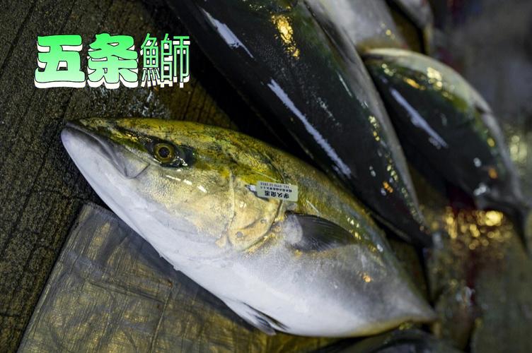 哪些鱼是深海鱼（深海鱼介绍）