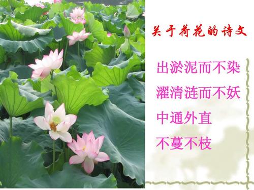 出淤泥而不染下一句（爱莲说原文）
