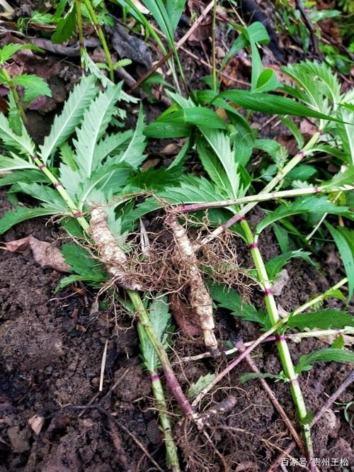 地参的功效与作用（地参对人体的好处）